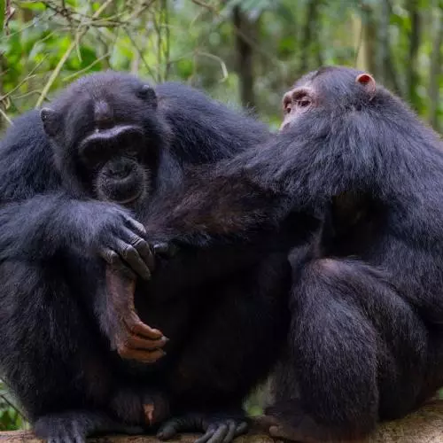 social grooming credit elodie freymann