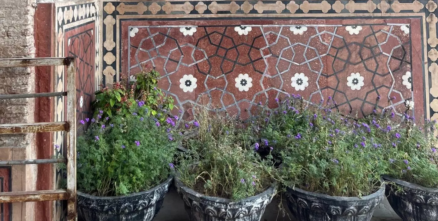 small purple flowers growing in pots against a wall with geometric patterns