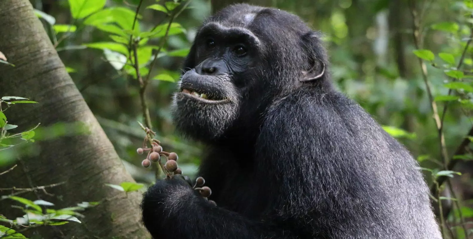 a chimpanzee feeding in the forest
