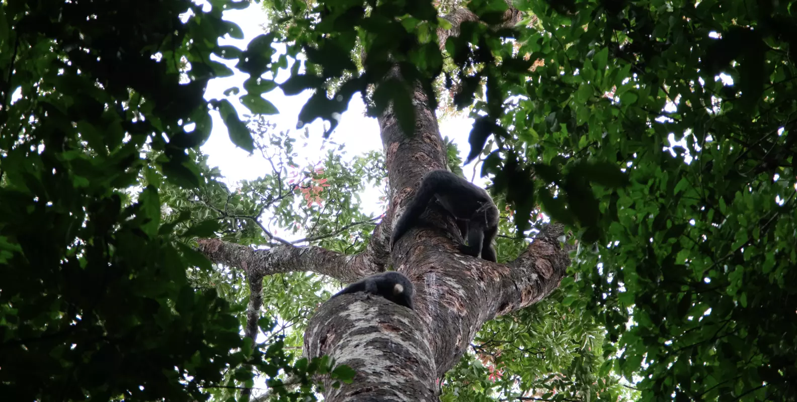 two chimps high up the trunk of a tree eating it's resin and bark
