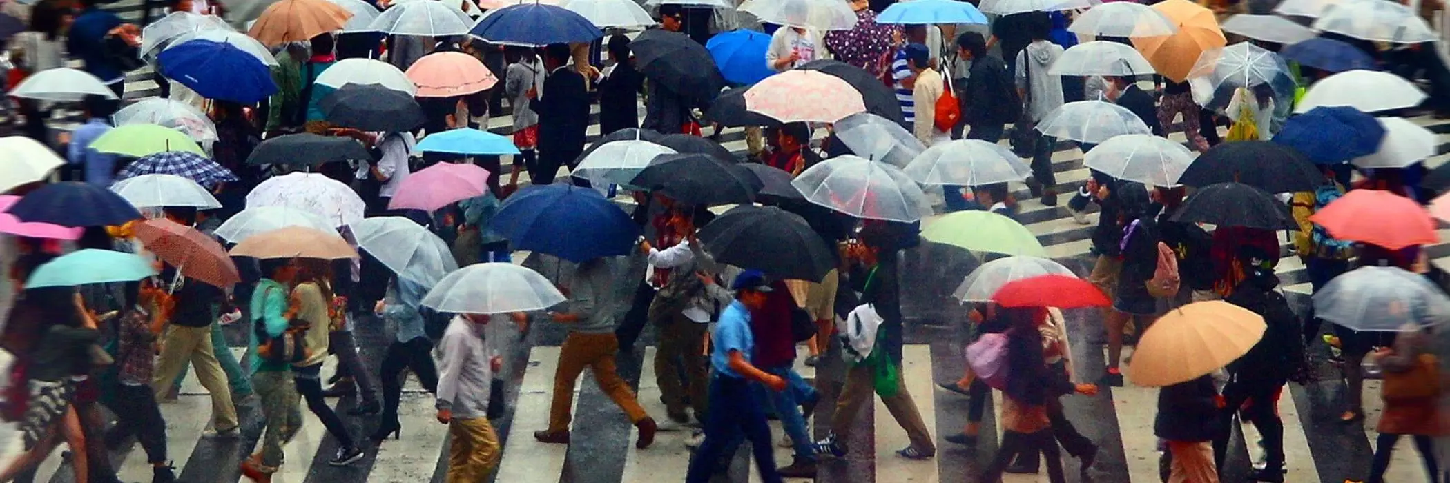 A very busy pedestrian crossing with most people carrying colourful umbrellas