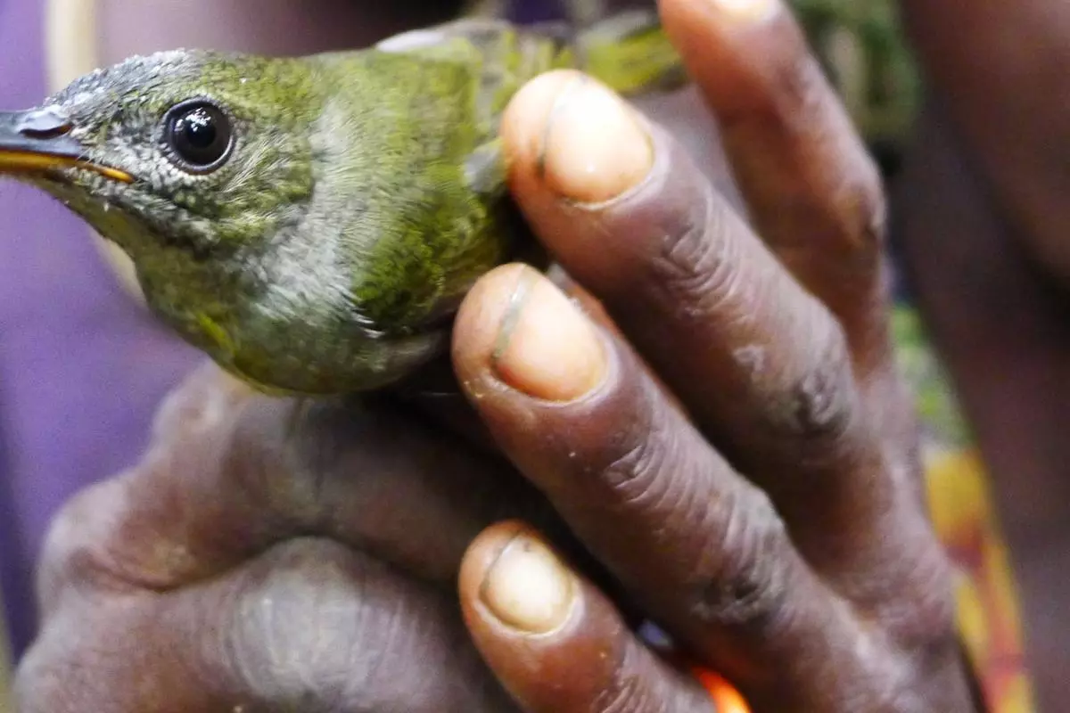 a small green bird with a long curved beak been held by a child