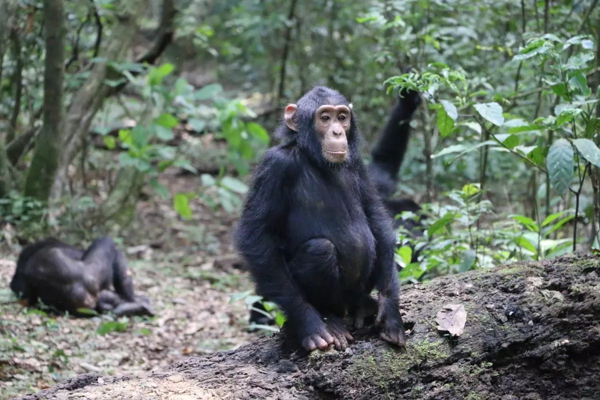 A chimpanzee sitting on a log in the forest